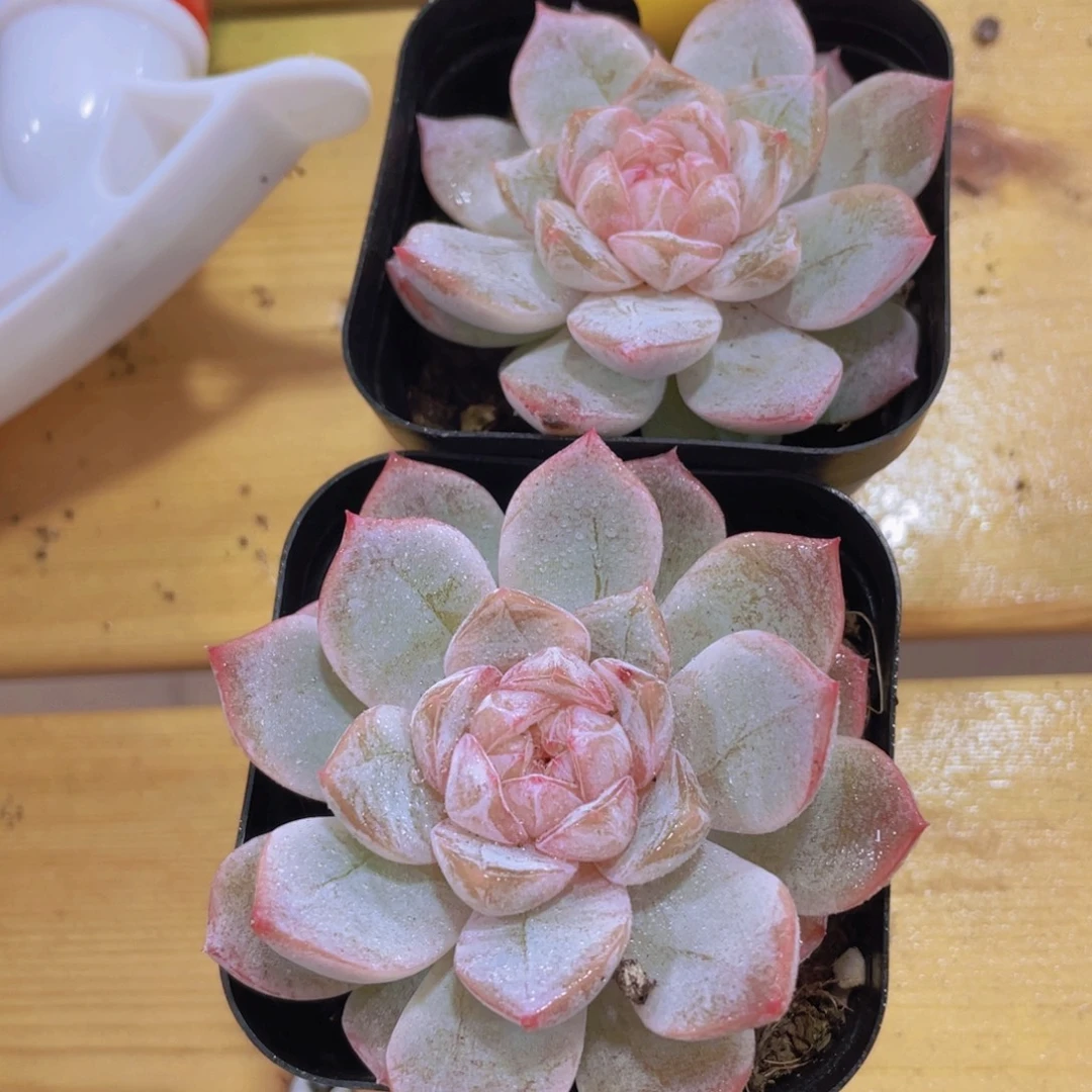 563号 冰透雪梨花珍妮一个