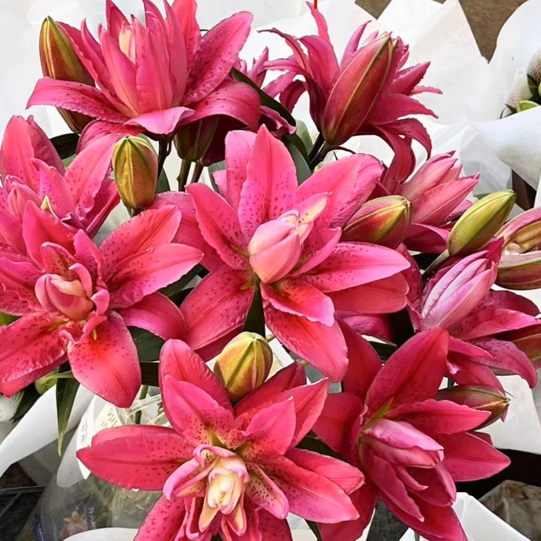（花好月圆）玫瑰夫人重瓣香水百合 拒收冻坏不售后