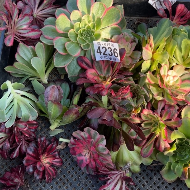 砍头一筐多肉植物法师4236