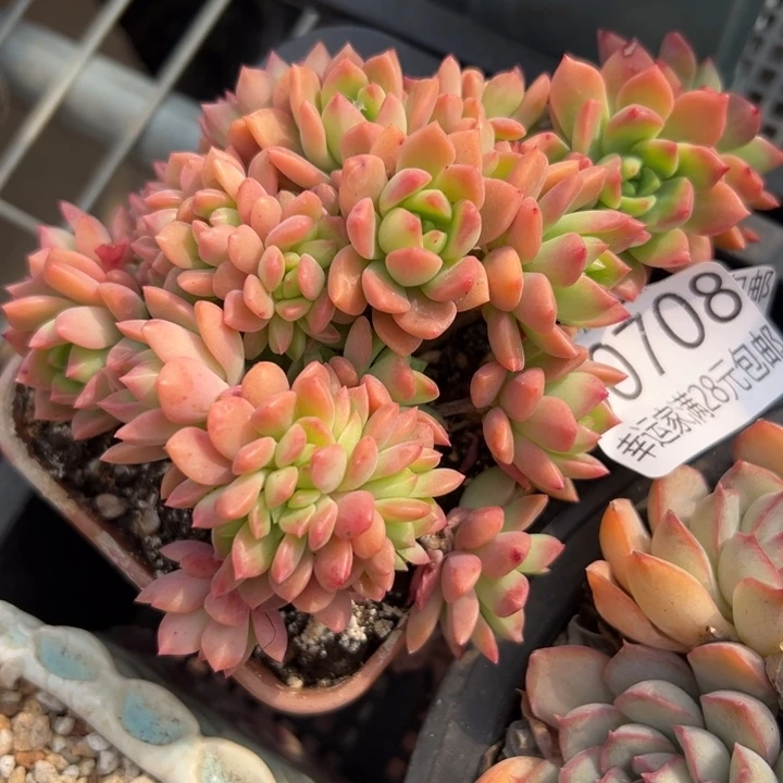 幸运的是我还在努力地生活幸运