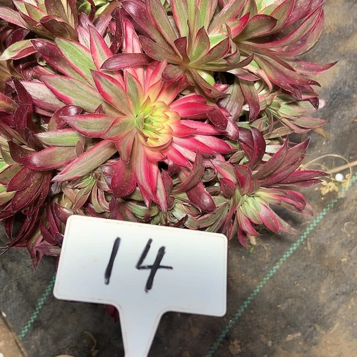 多肉植物孔雀锦法师