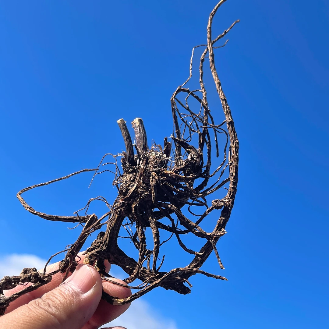 【小胖子】自然晒干云南野生当归