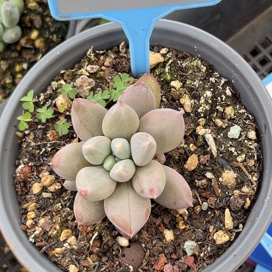 多肉植物海豚体哥特044