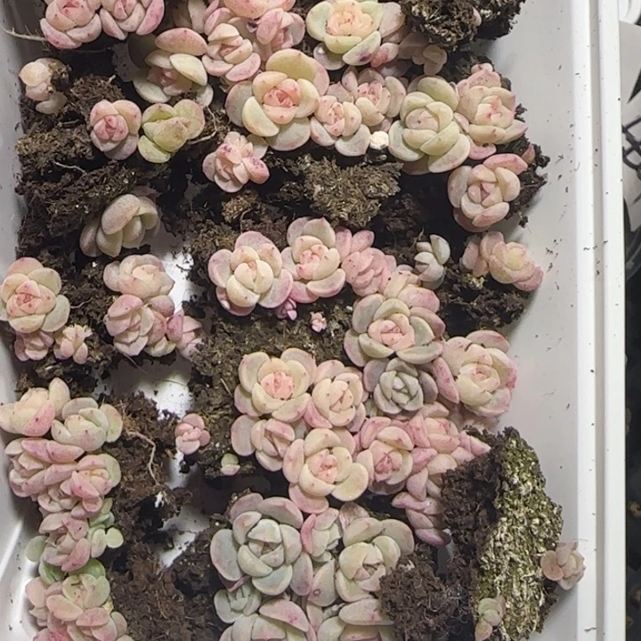 106王者多肉种播苗