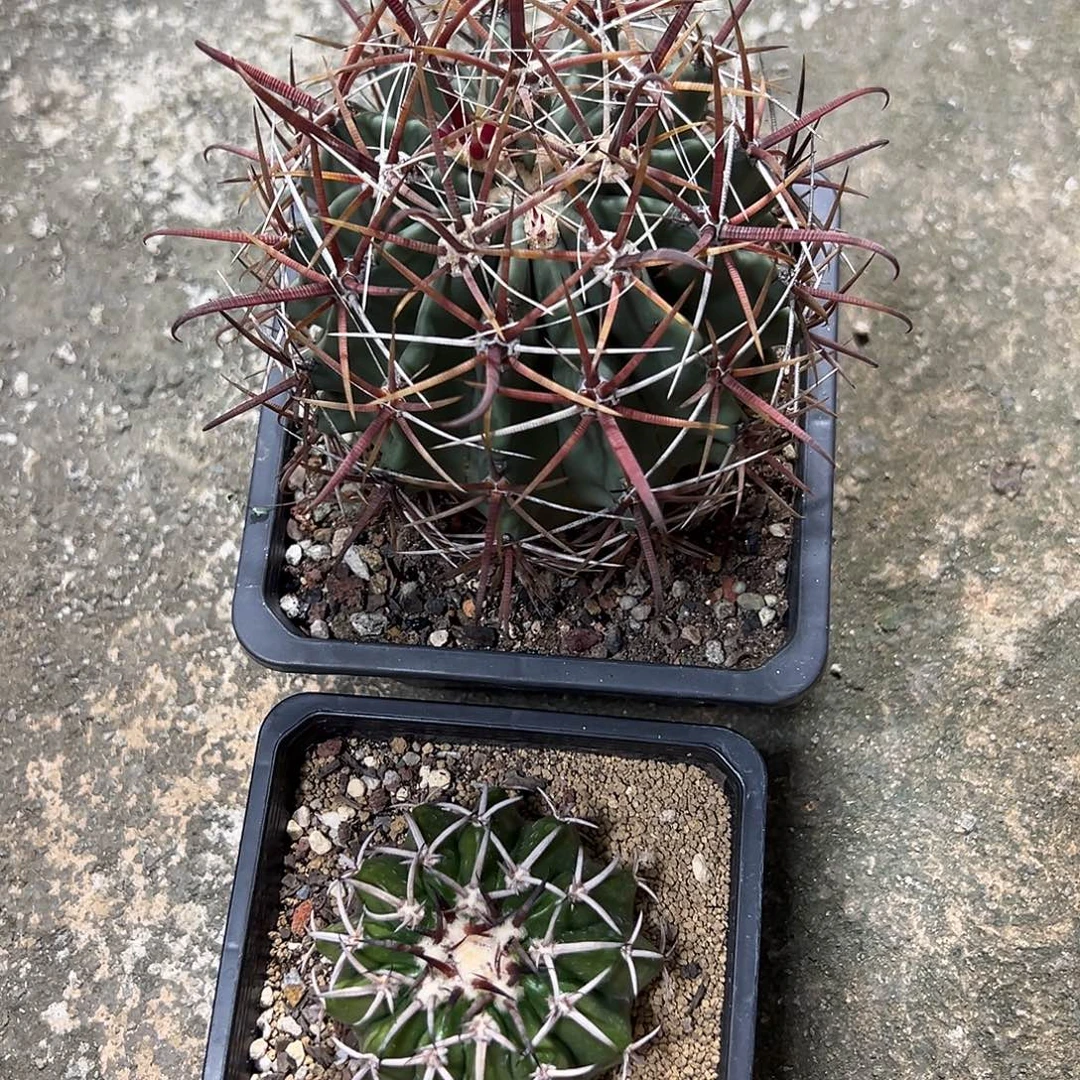 实生根神仙玉、圆盘玉