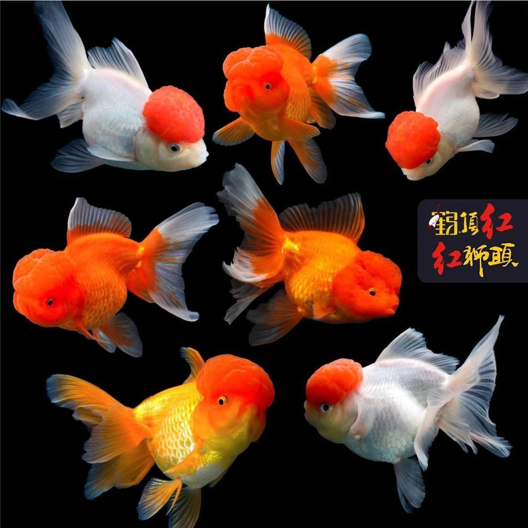 鸿运当头好养耐活淡水狮子头金鱼活体小型观赏鱼