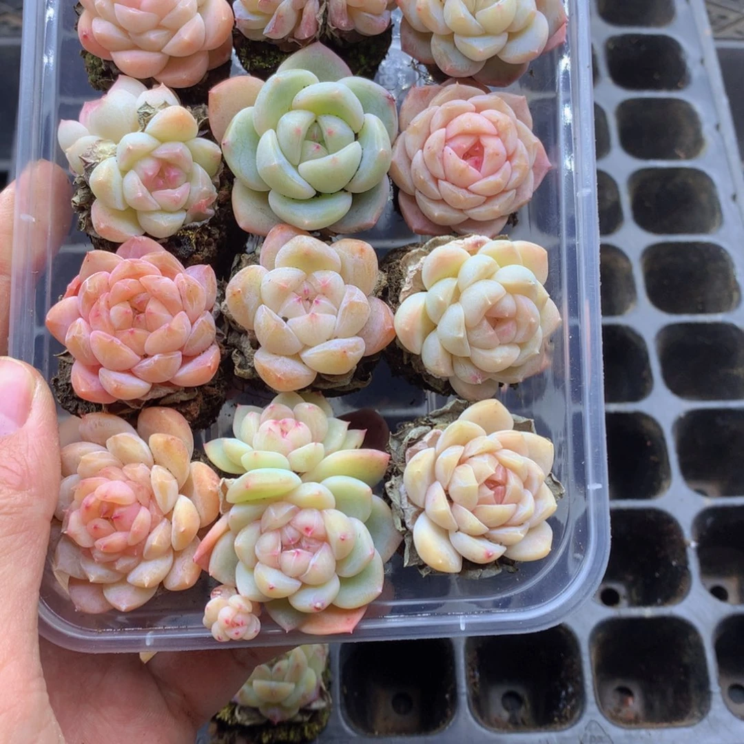 反反复复还是很开心037