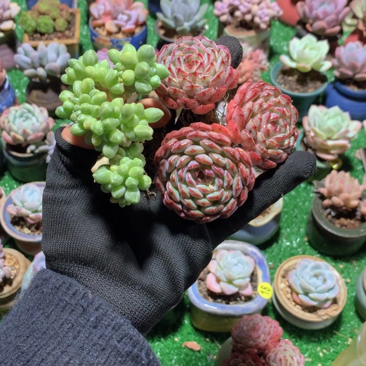 薰****薰衣草         2花