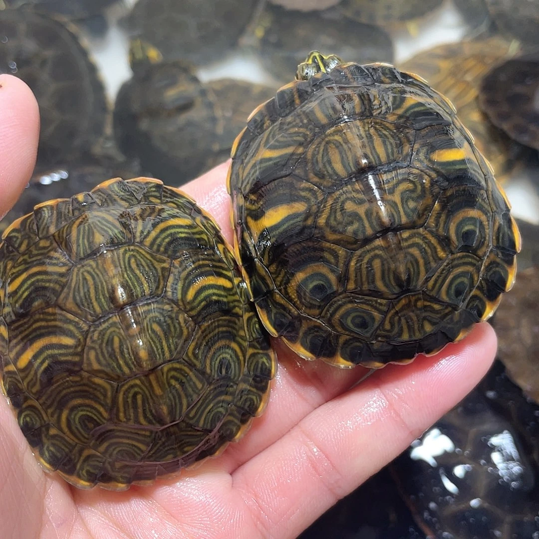 宠物龟不分公母2耳