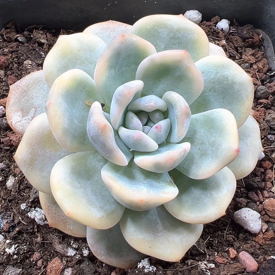 梦露锦 小方花圃一单包邮非偏远