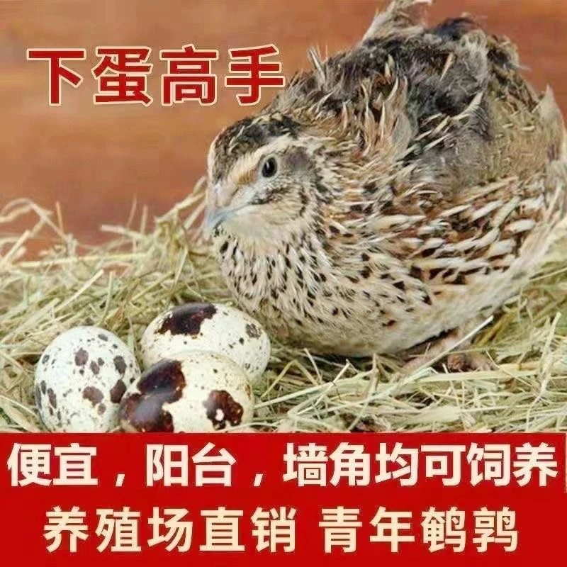 活体鹌鹑包邮包活
