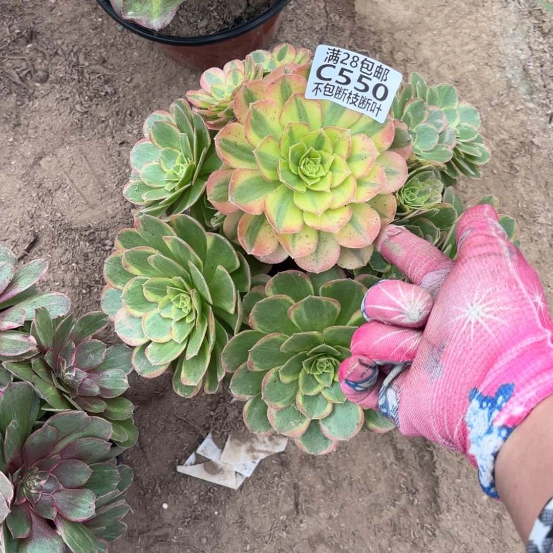 M. 550奶白多肉1，cade