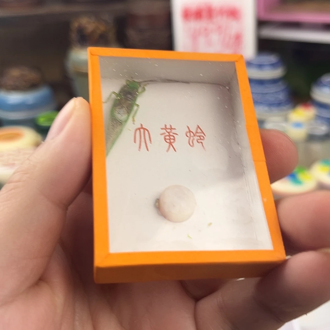 一条中长须霍氏片蟋