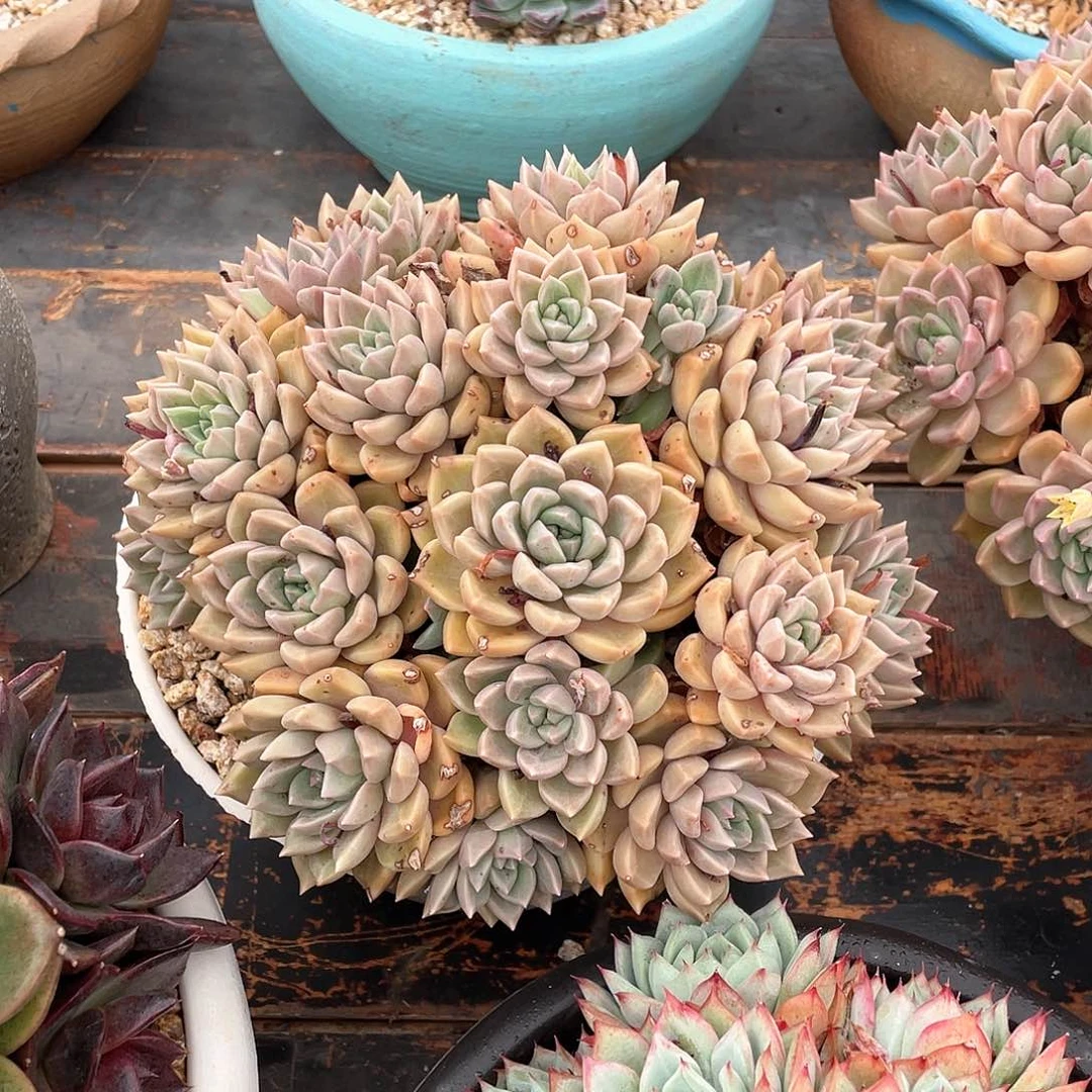 m***～多肉植物一物一拍