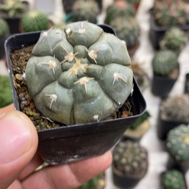 实生铅皮特价福利