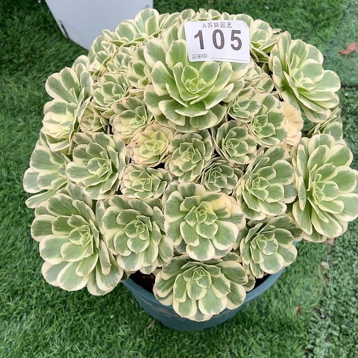 无花朵怠*105迈巴赫多肉法师