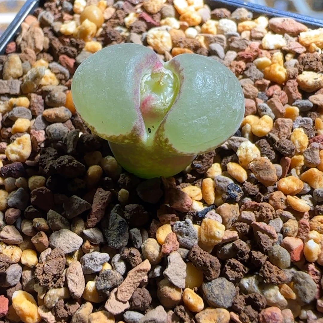 多肉植物粉女风铃母本20号