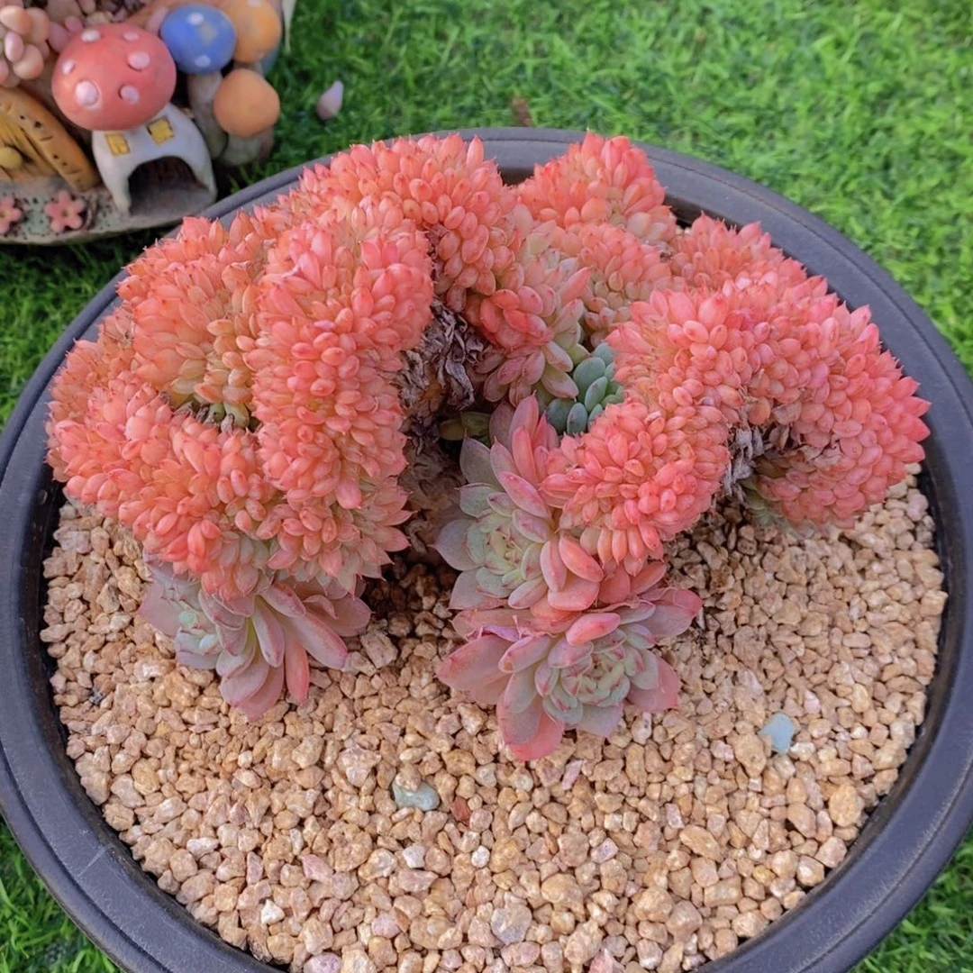 白胖子缀 一物一拍