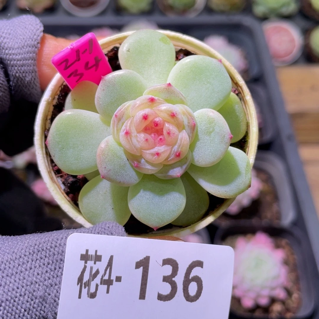 花利美 4-136珍妮