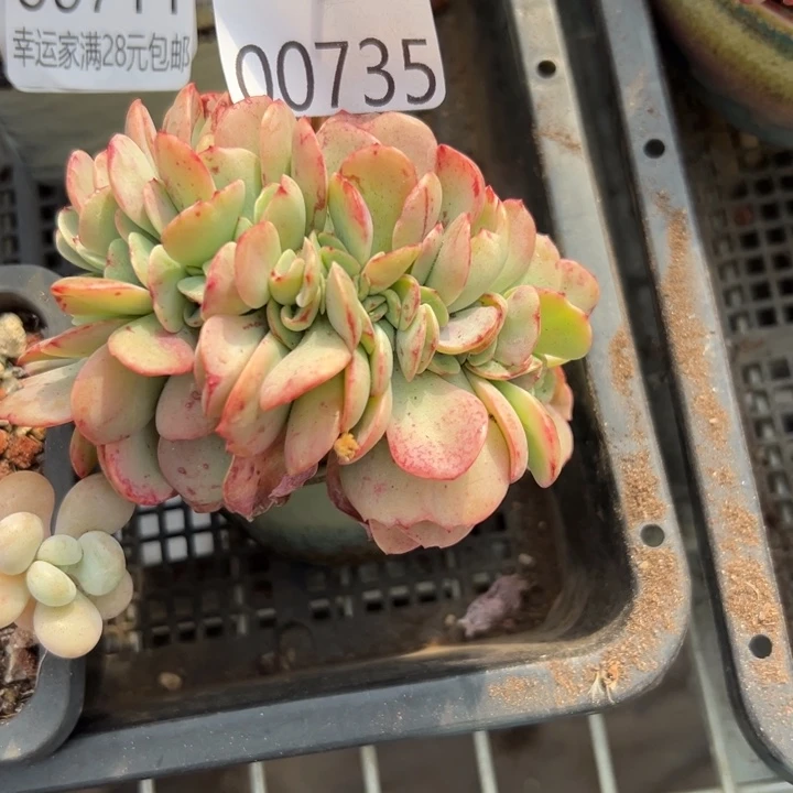 幸运的是我没有遇到过这样幸运