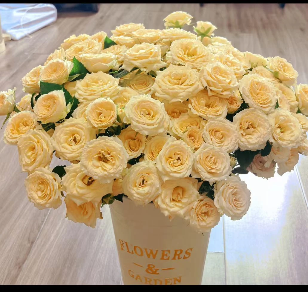 云南直发基地和风多 玫瑰鲜切花 全场任意两单顺丰/京东