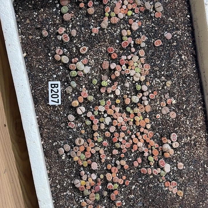 生207石花整框脱土发货不售后