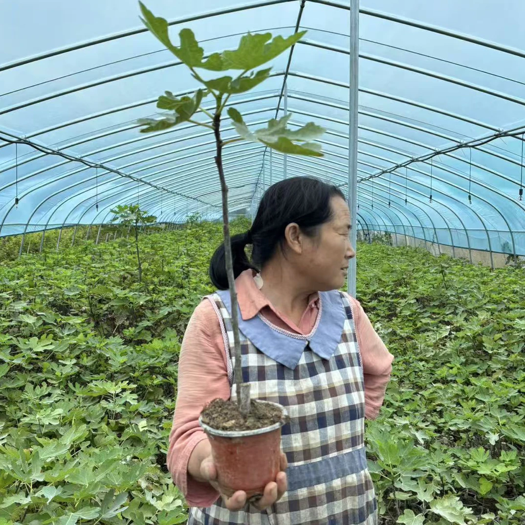 波姬红无花果苗带果盆栽可庭院阳台地栽南北通用