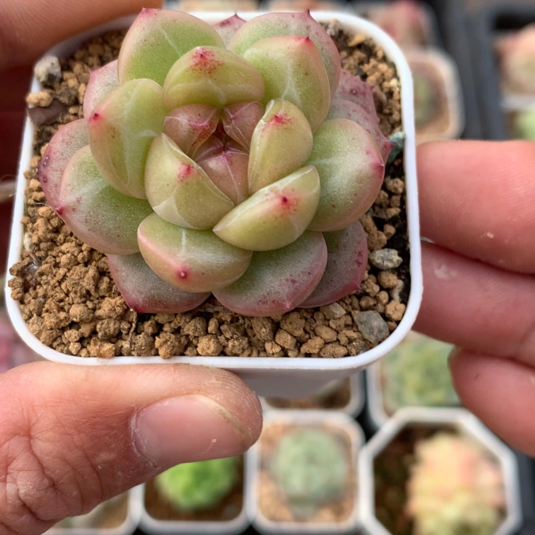 油面。     麦秆杂珍妮。       27号