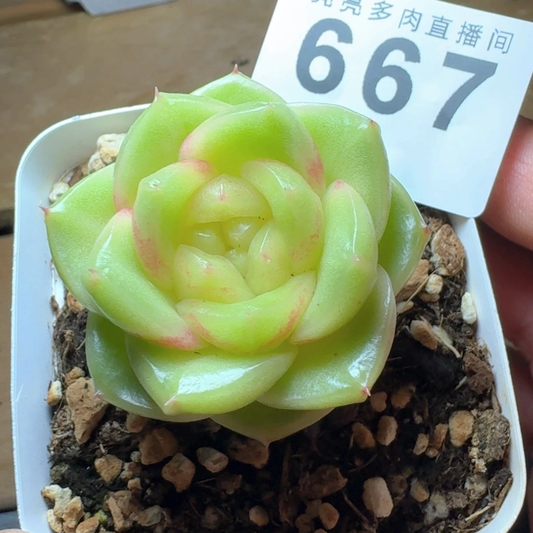 玉芷珍妮            精美多肉植物