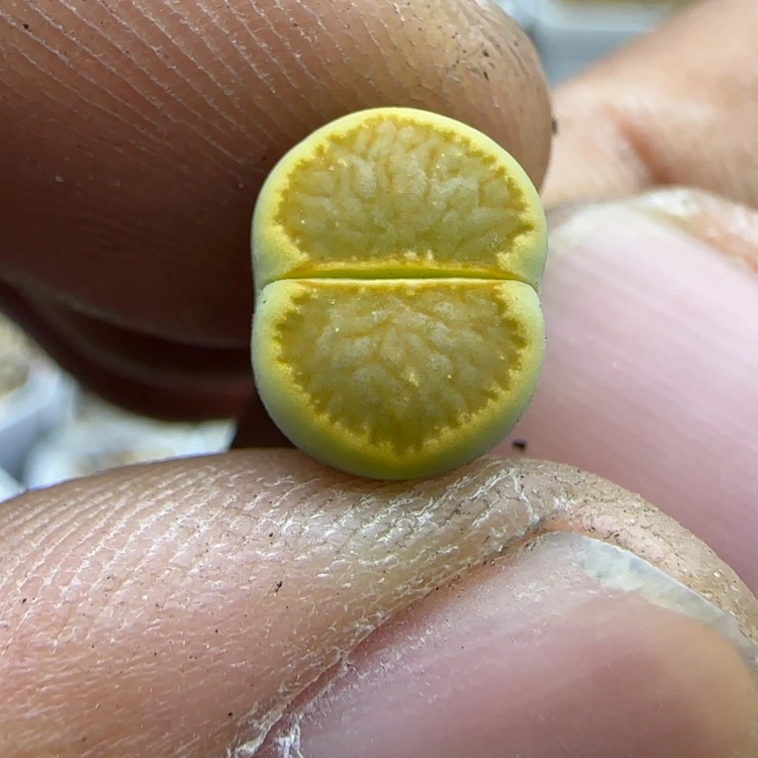 808 生石花大棚直播