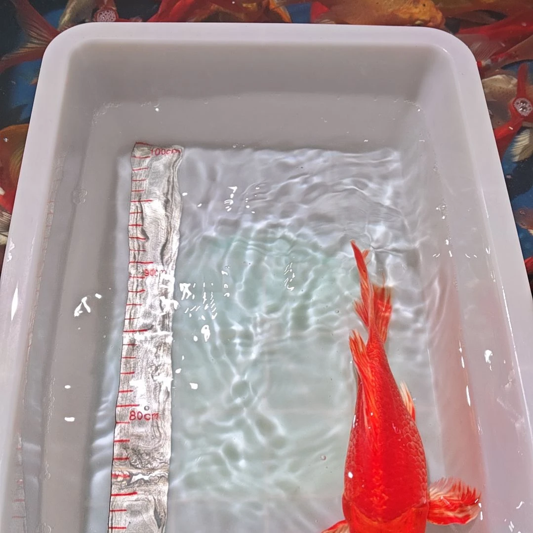 中国大陆冷水观赏鱼馆蝴蝶鲤