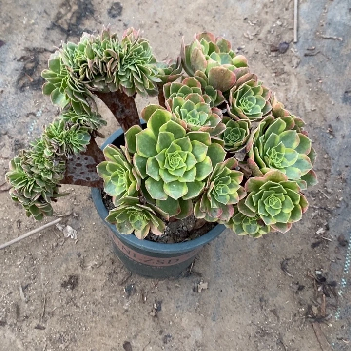 奶白缀丛林38多肉植物法师法师