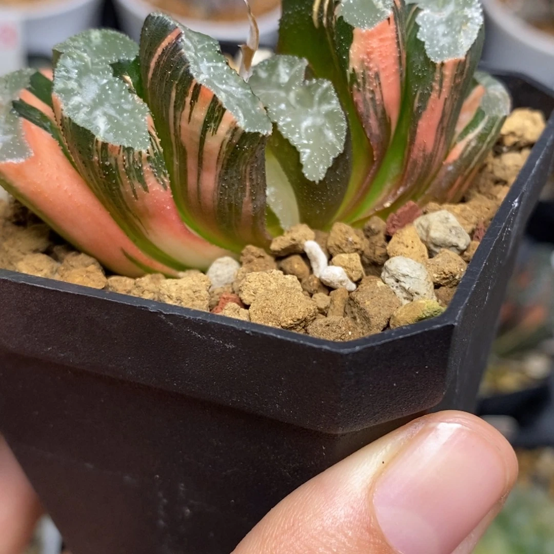 500隼x玄武多肉植物