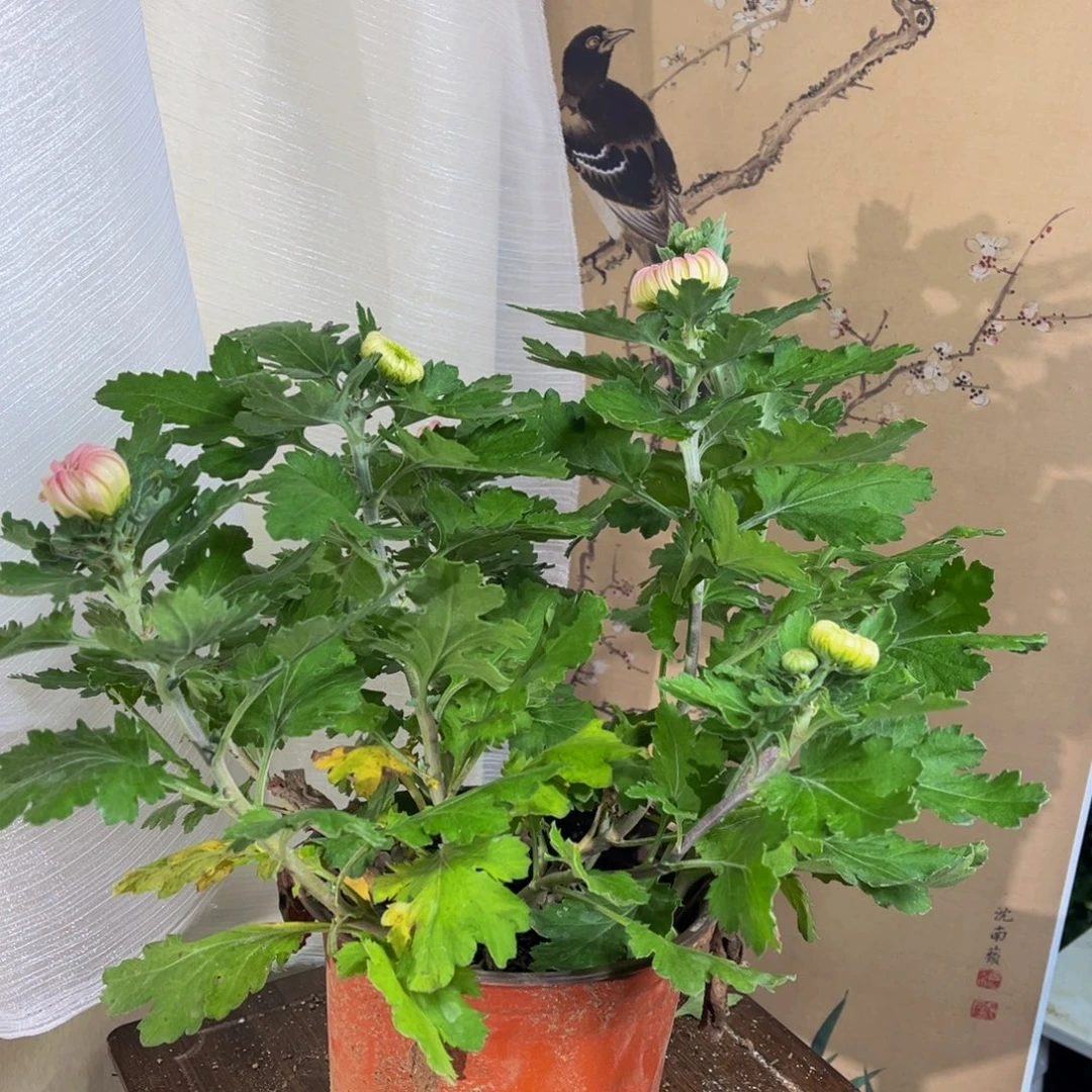 无花朵S111111111111