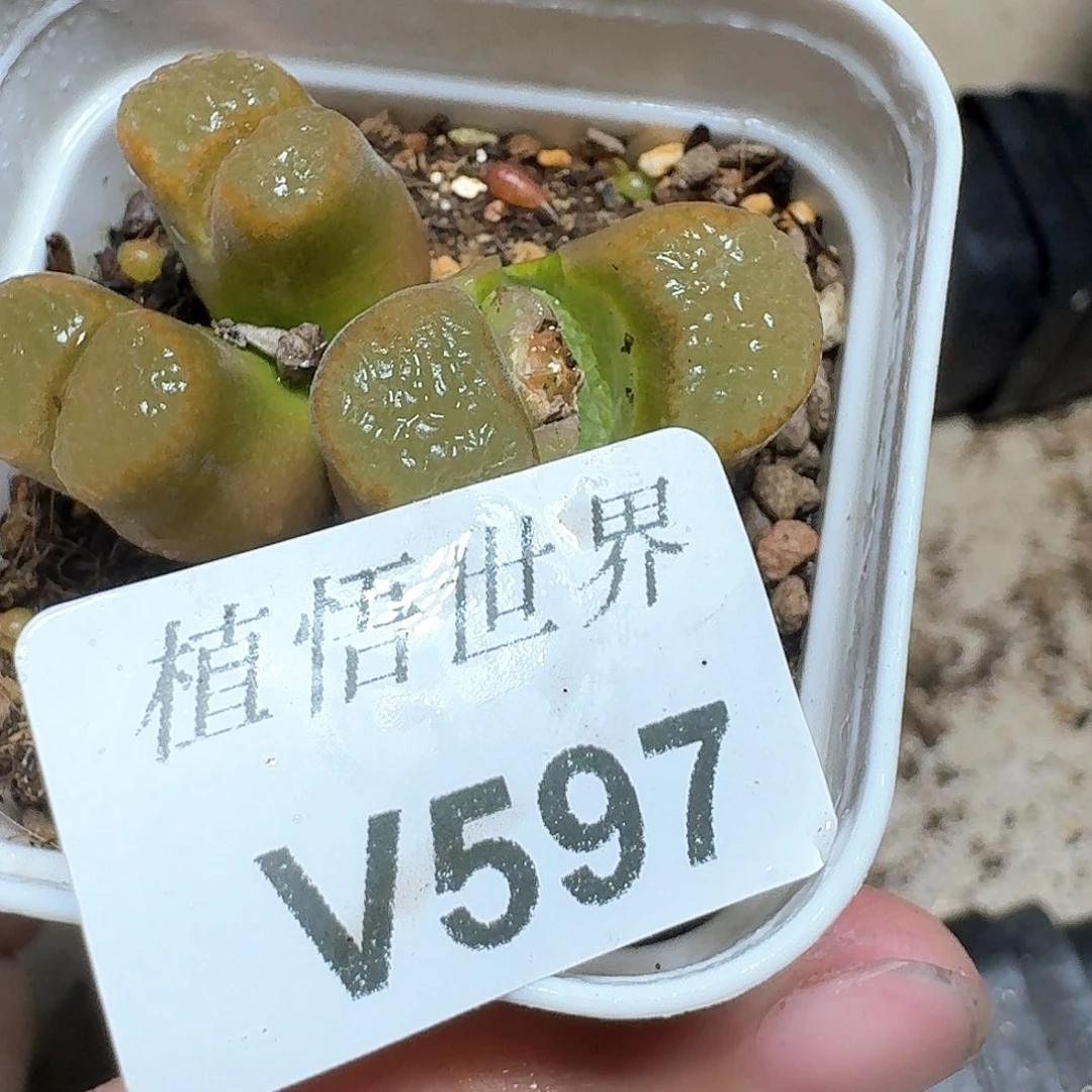 597号多肉植物哇c g