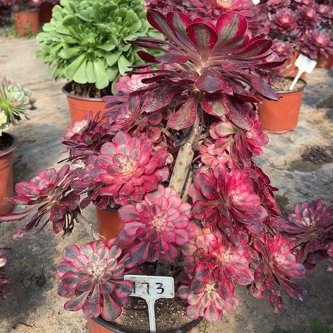 格*173多肉0000000000000