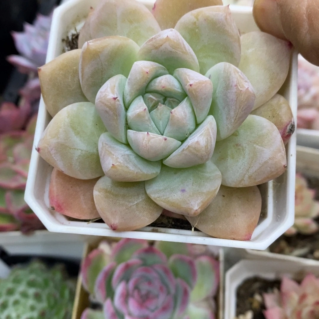 精品多肉一物一拍不包整106