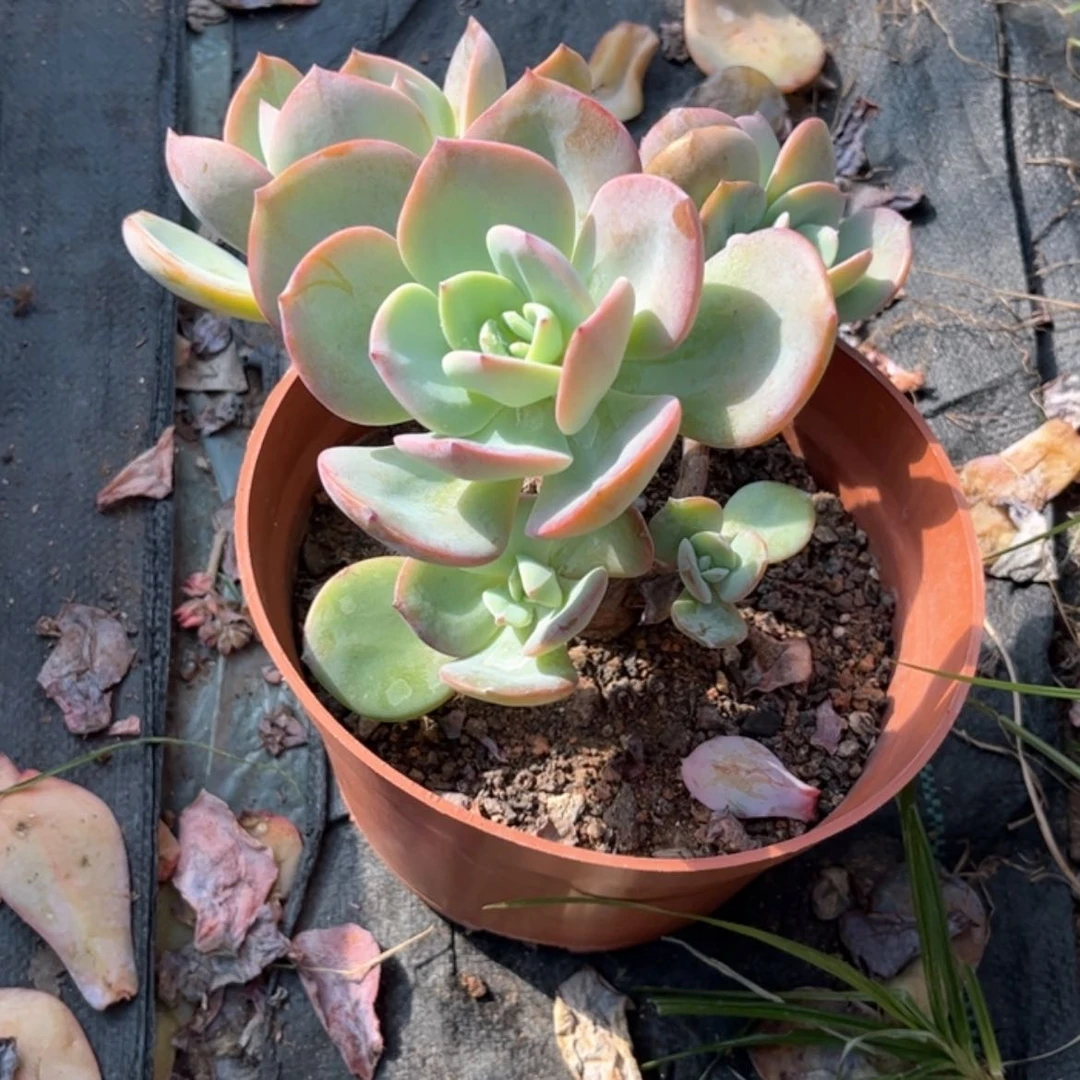 【闪购商品】无花朵多*
