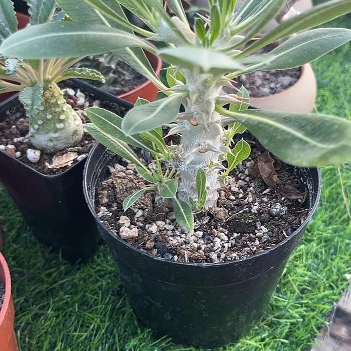 块根象牙宫一物一拍