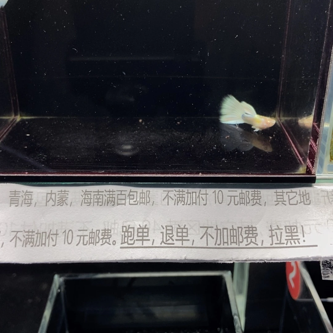 孔雀鱼白雪公主孔雀鱼精品