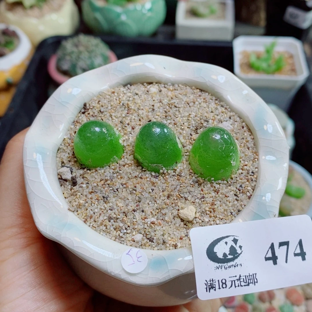 生石花花花哈哈哈哈哈哈474