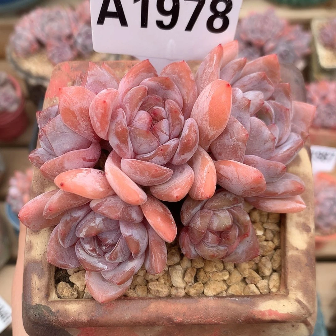 A1976 橙子 老桩 9.5cm 开播福利