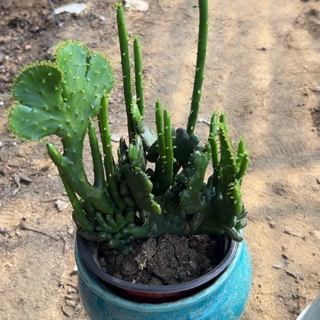 多肉植物多肉植物