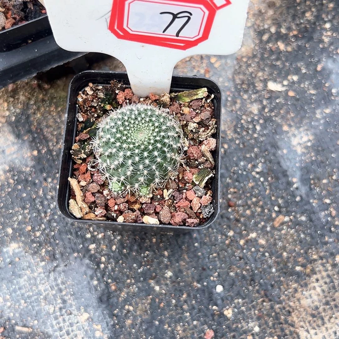 狮**?79往事多肉园仙人球