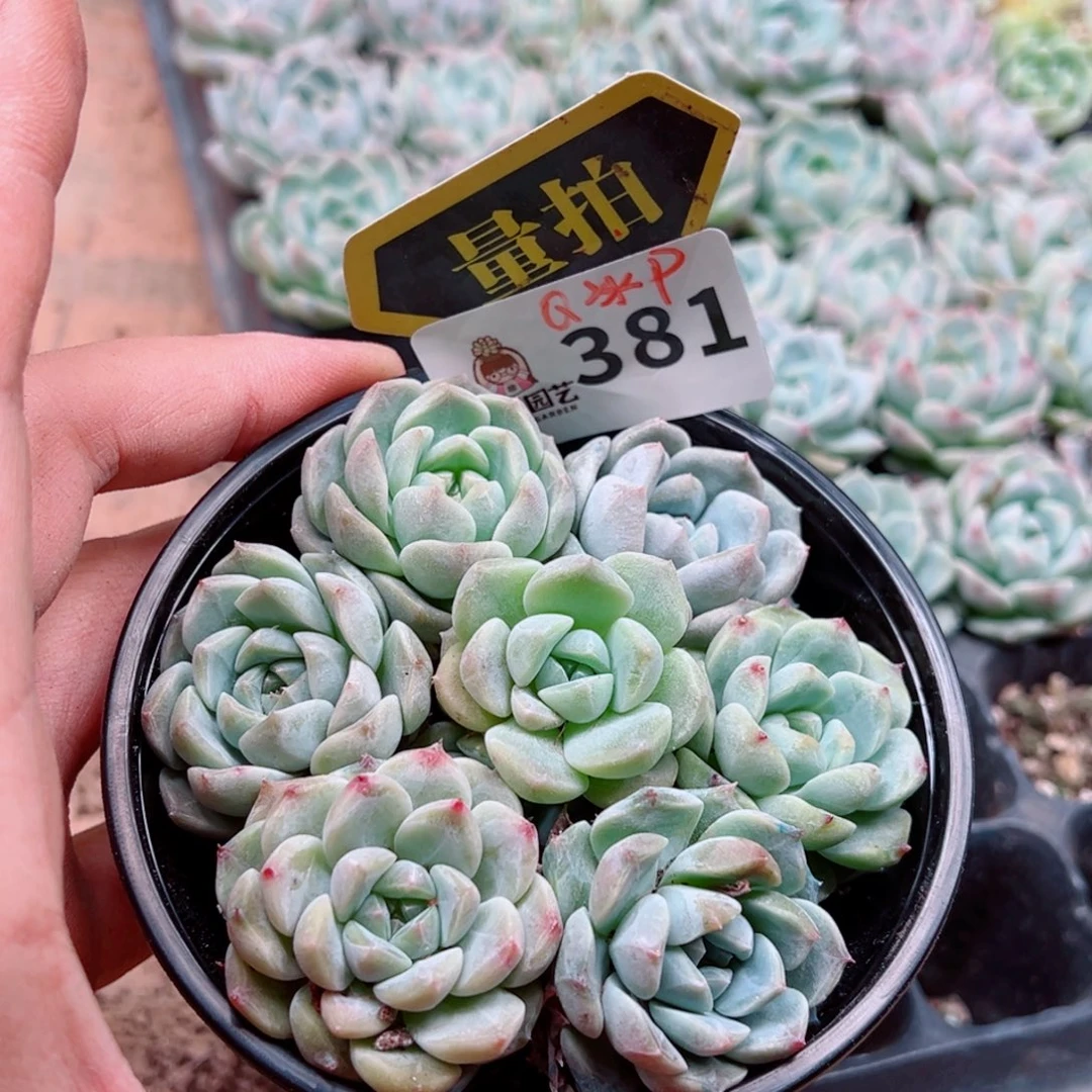 当前无花朵，栽培后可花朵