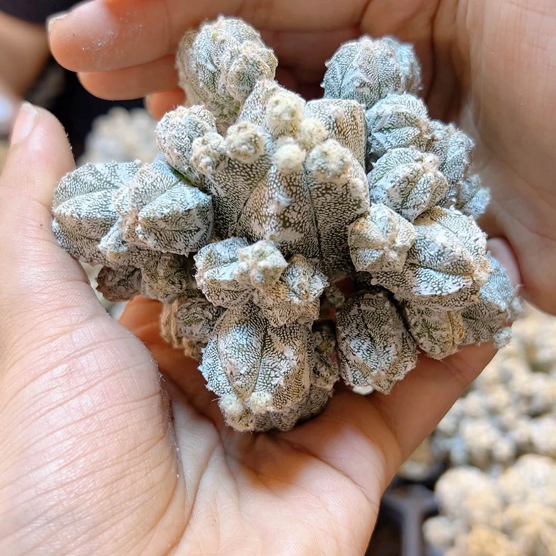 鸾凤阁无根小侧芽不包掉7公分