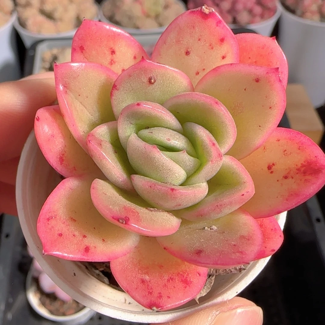 多肉1229-23冰玫瑰锦