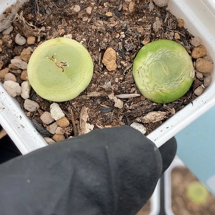 桃喜花园0130-11拉登福利