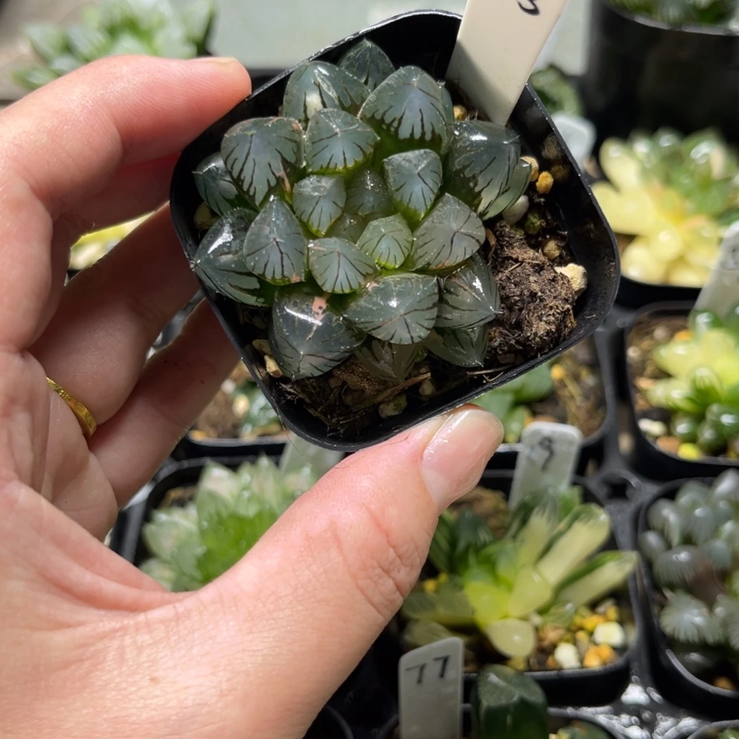 43龙爪玉露锦一物一拍