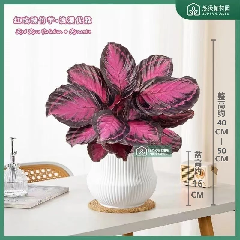 幸运女神红玫瑰竹芋盆栽彩叶网红四季好养室内桌面绿植